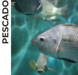 Pescado